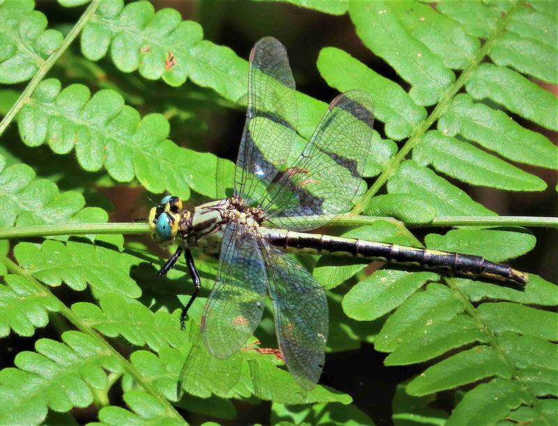 Photo of Lilypad Clubtail