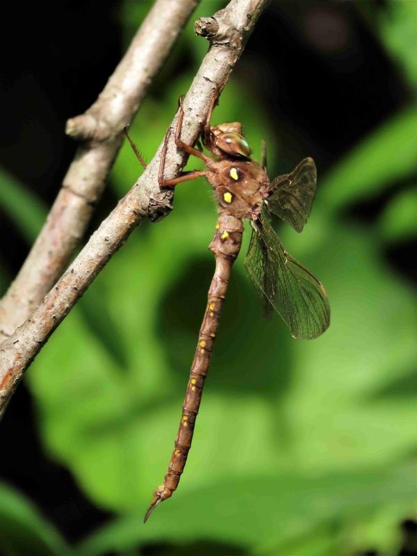 Photo of Fawn Darner