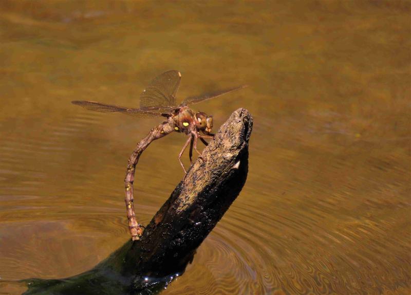 Photo of Fawn Darner