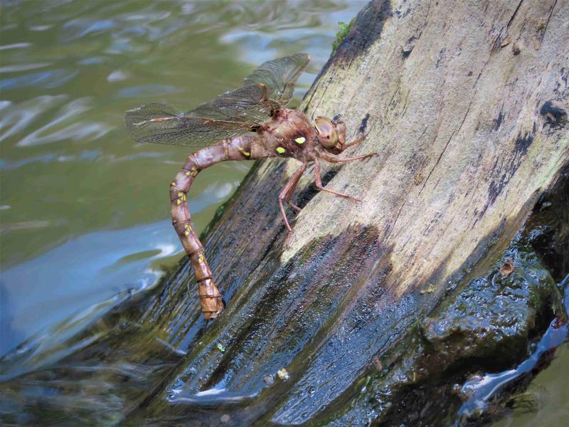 Photo of Fawn Darner