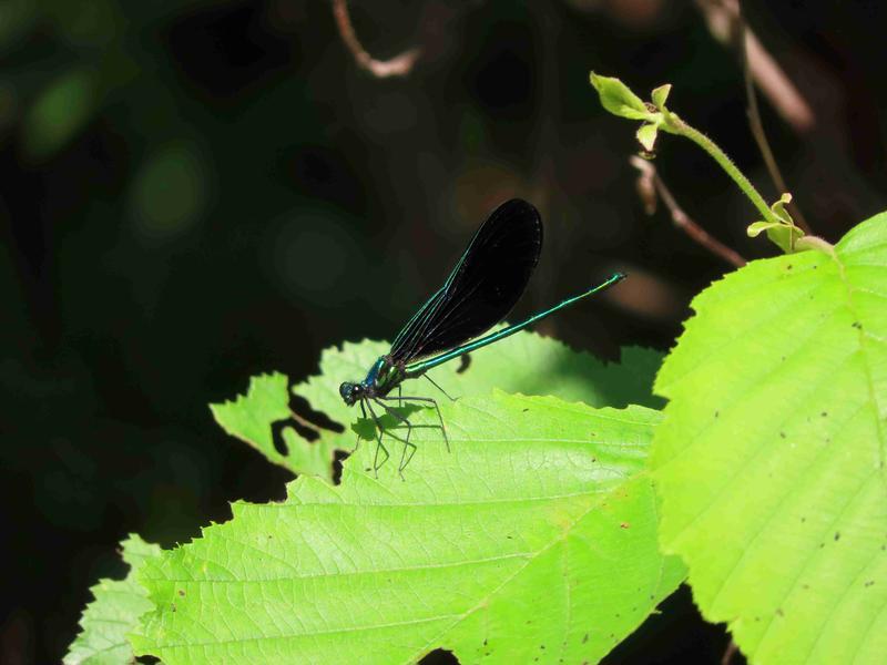 Photo of Ebony Jewelwing