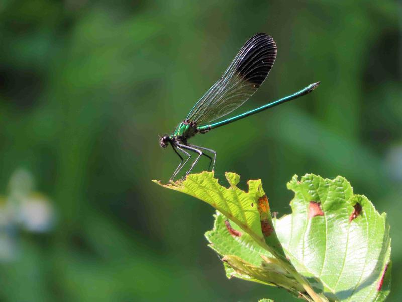 Photo of River Jewelwing