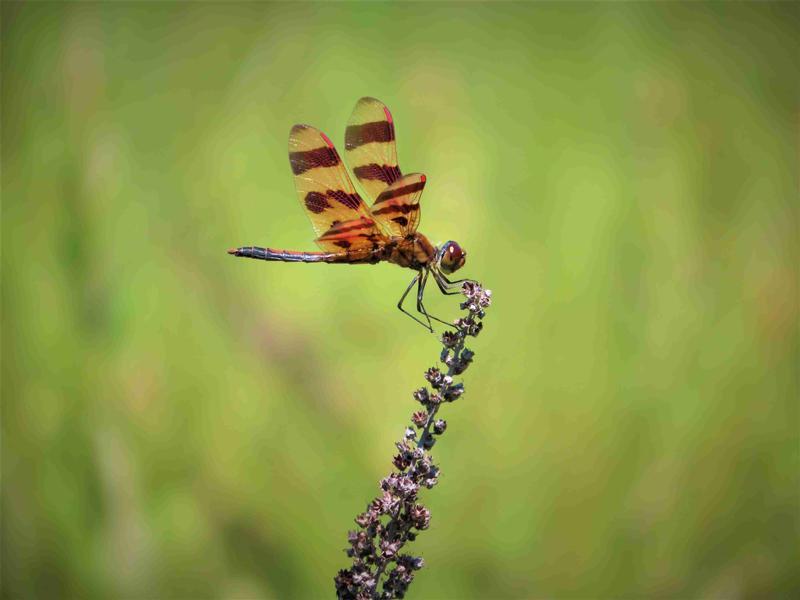 Photo of Halloween Pennant