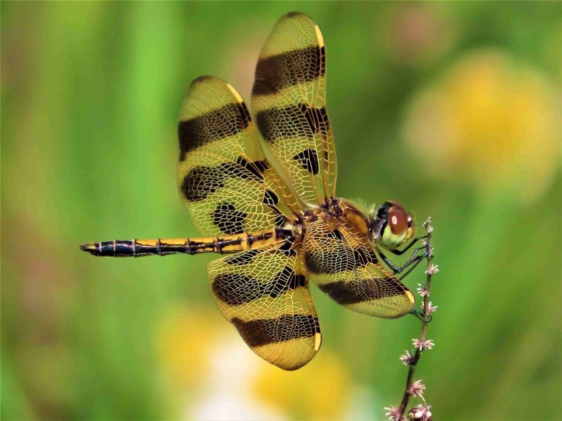 Photo of Halloween Pennant