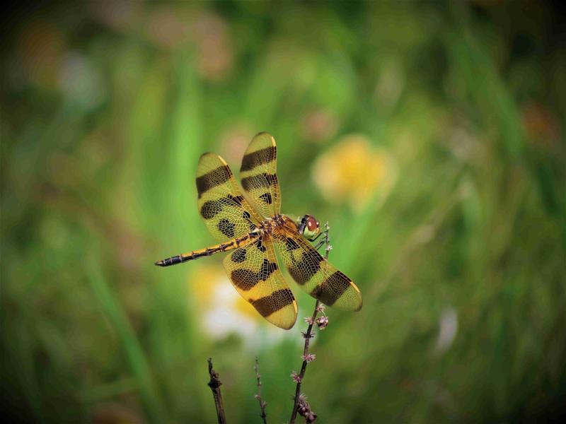 Photo of Halloween Pennant