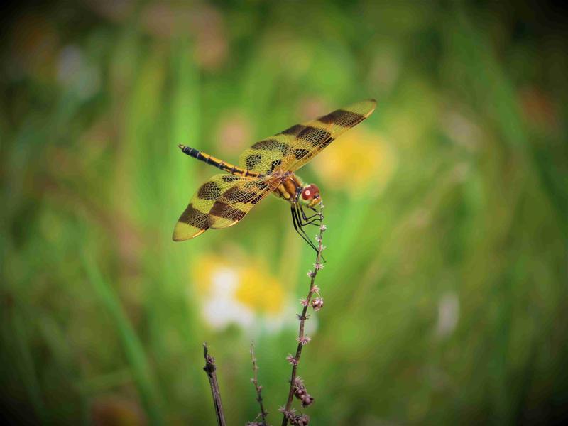 Photo of Halloween Pennant