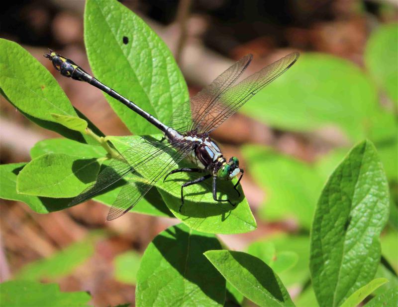 Photo of Black-shouldered Spinyleg