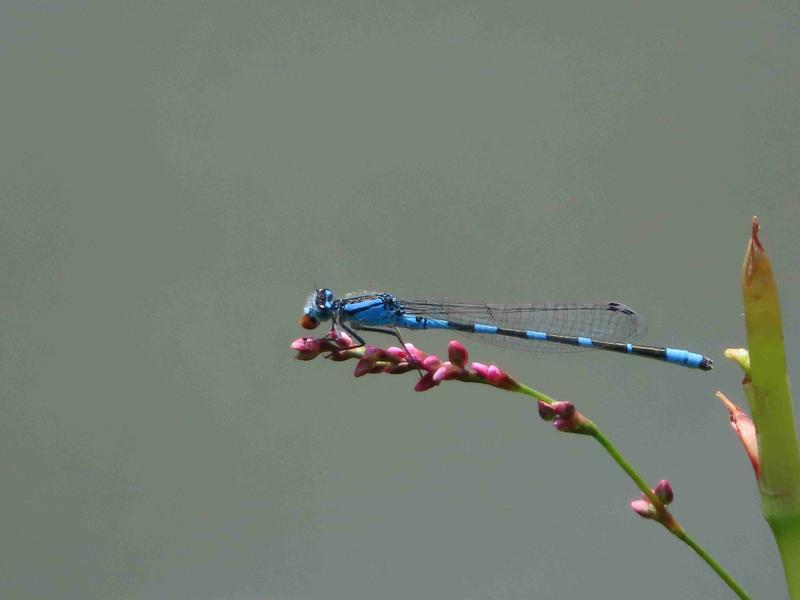 Photo of Tule Bluet