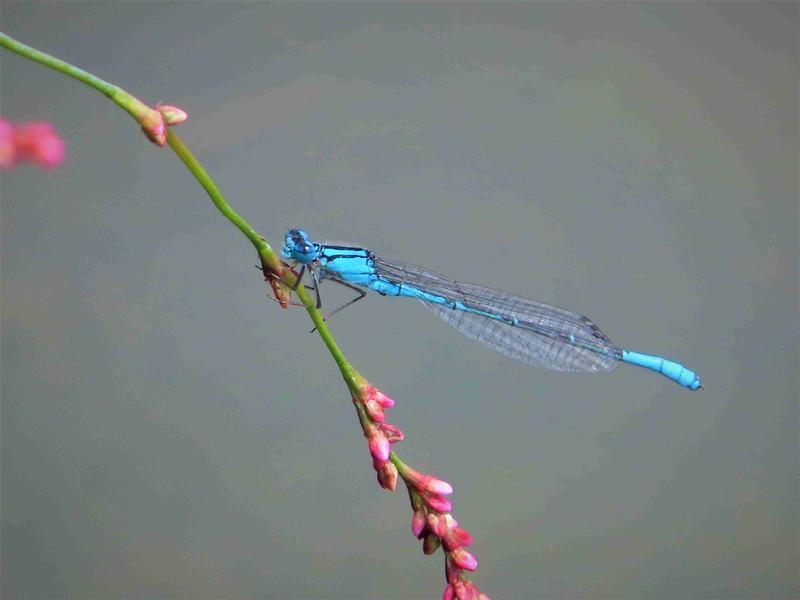 Photo of Azure Bluet