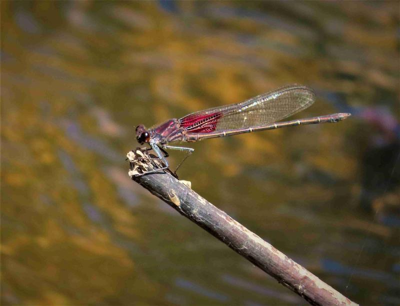 Photo of American Rubyspot