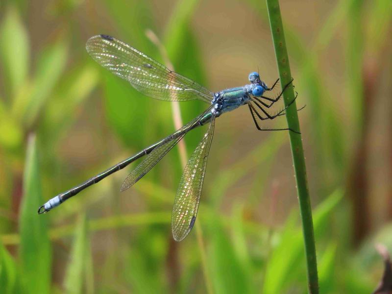 Photo of Amber-winged Spreadwing