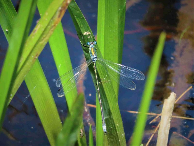 Photo of Elegant Spreadwing