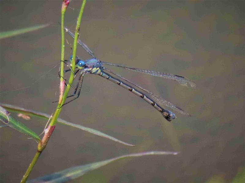 Photo of Amber-winged Spreadwing