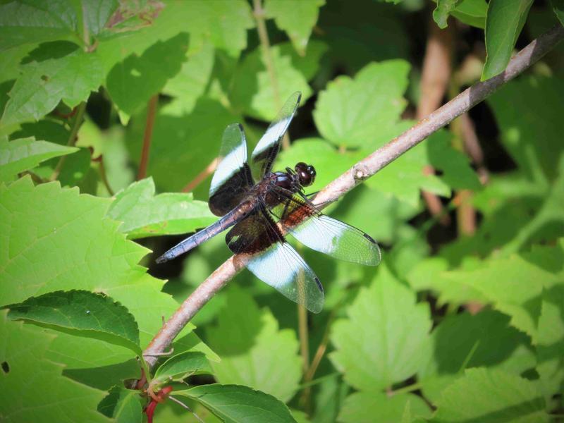 Photo of Widow Skimmer