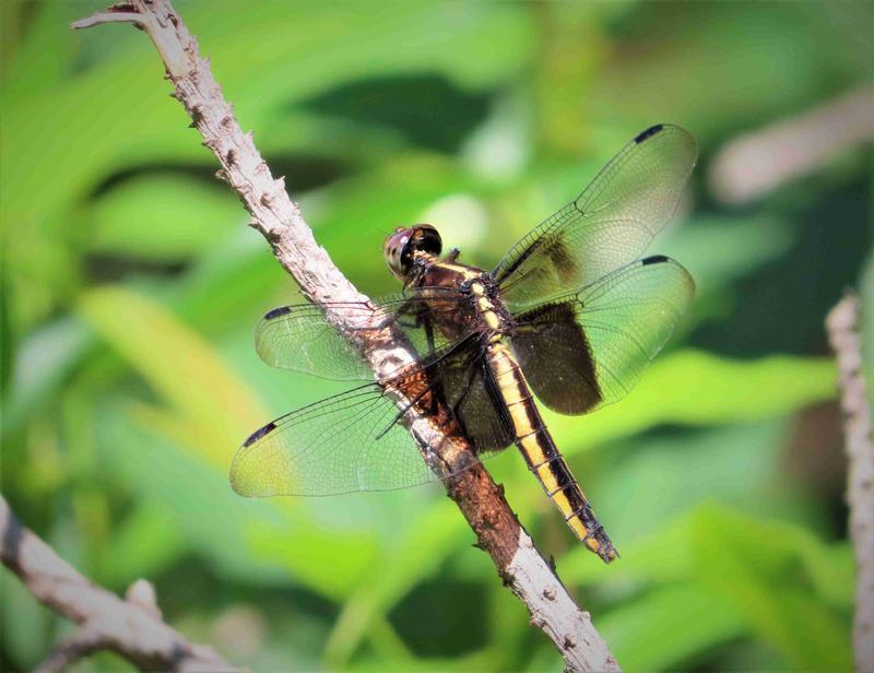 Photo of Widow Skimmer