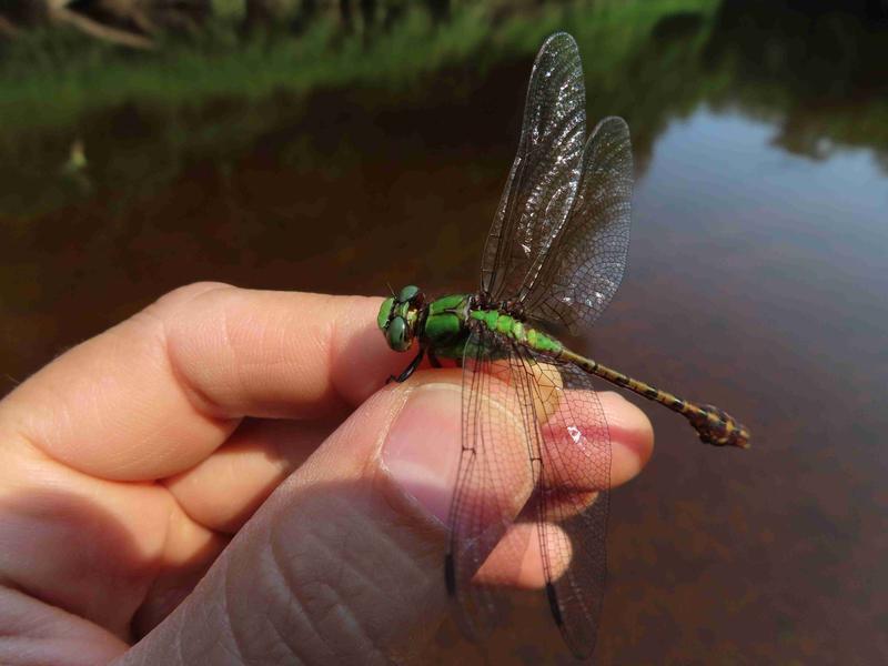 Photo of Rusty Snaketail