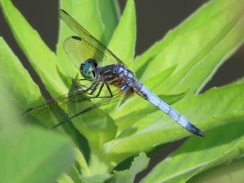 Photo of Blue Dasher