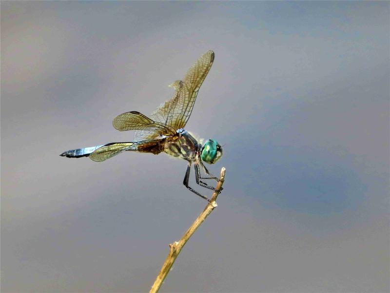 Photo of Blue Dasher