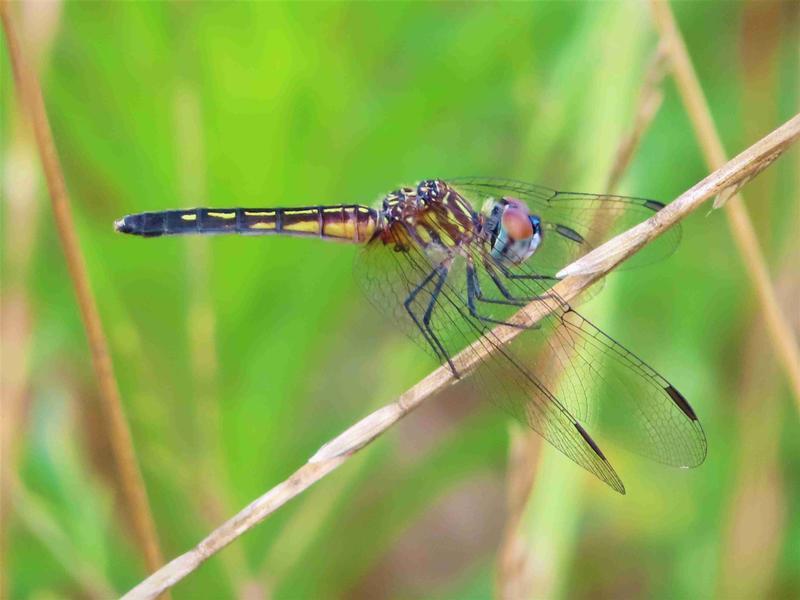 Photo of Blue Dasher