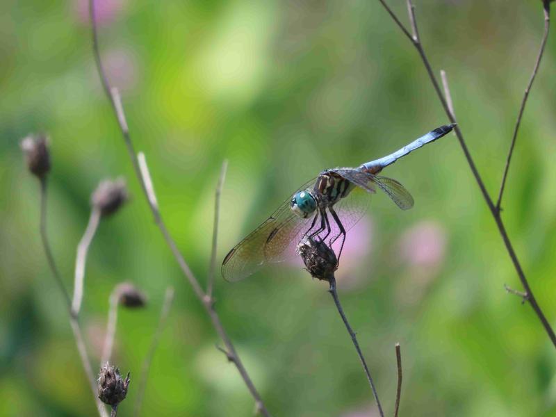 Photo of Blue Dasher