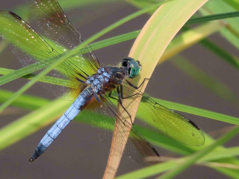 Photo of Blue Dasher