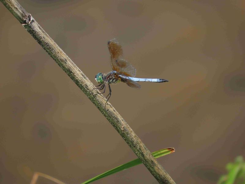 Photo of Blue Dasher