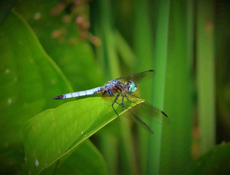 Photo of Blue Dasher