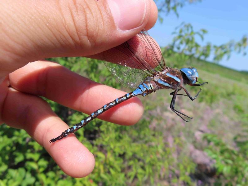 Photo of Blue-eyed Darner