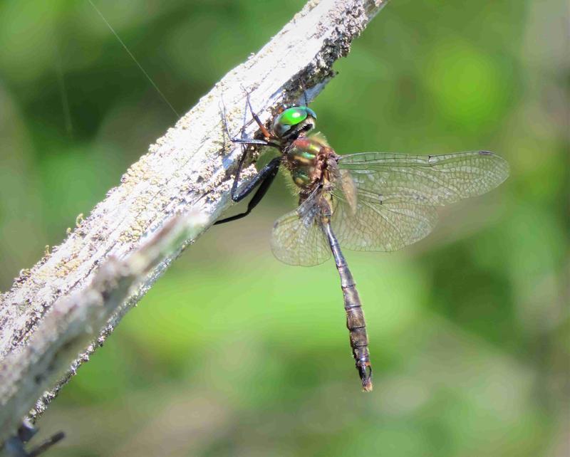 Photo of Brush-tipped Emerald