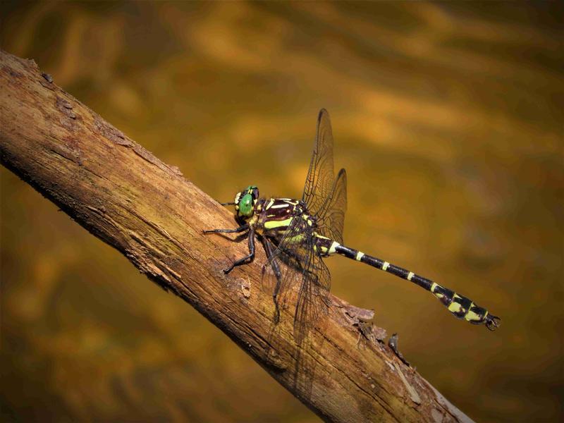 Photo of Zebra Clubtail