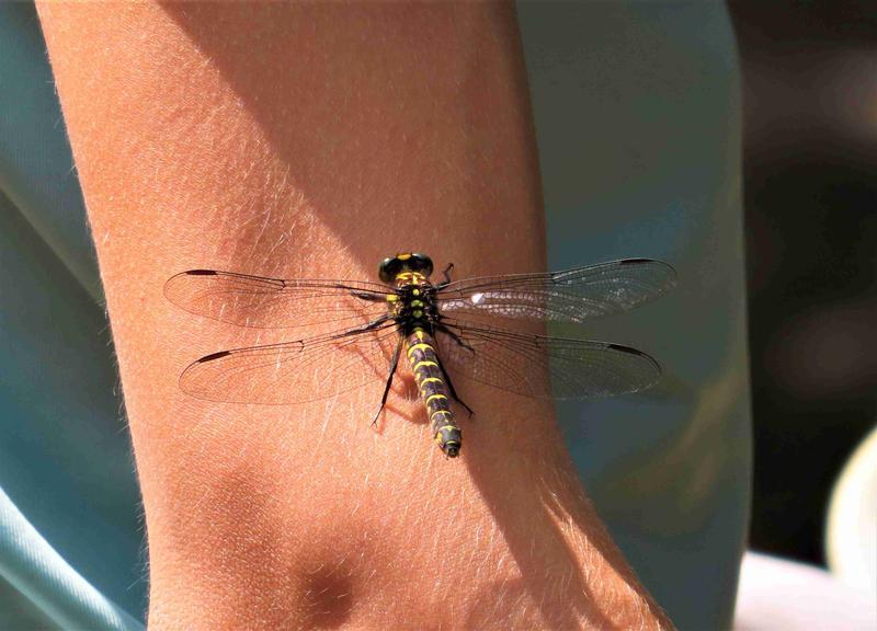 Photo of Zebra Clubtail