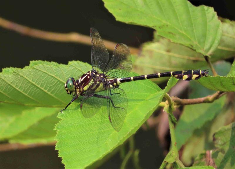 Photo of Zebra Clubtail