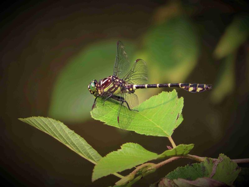 Photo of Zebra Clubtail