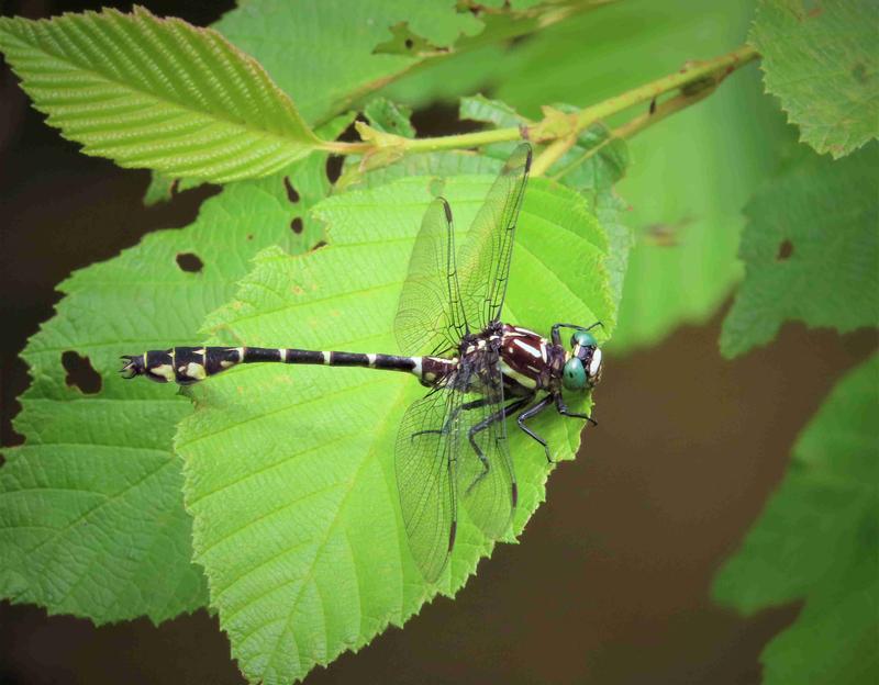 Photo of Zebra Clubtail