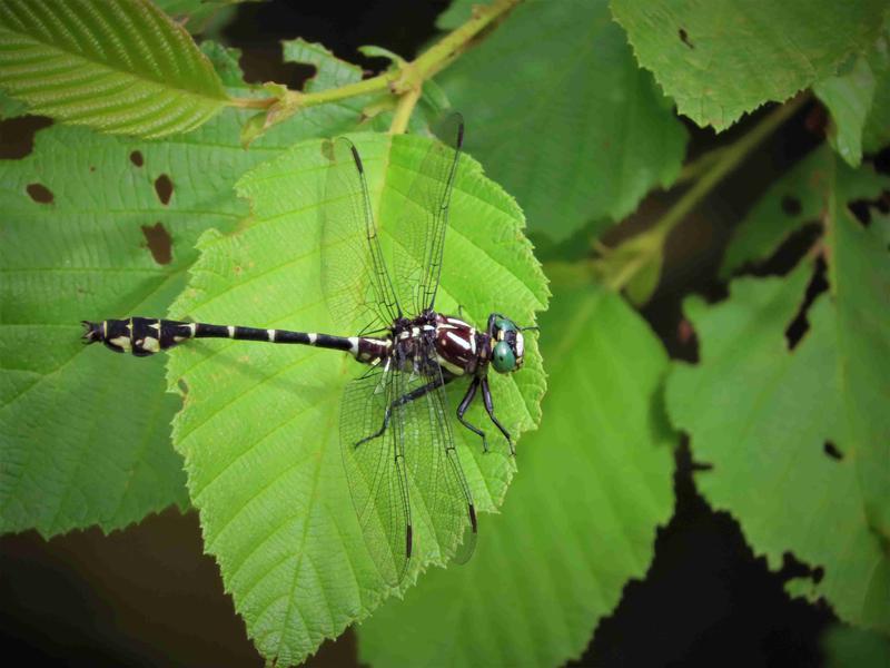 Photo of Zebra Clubtail