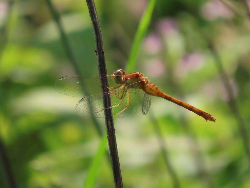 Photo of Autumn Meadowhawk