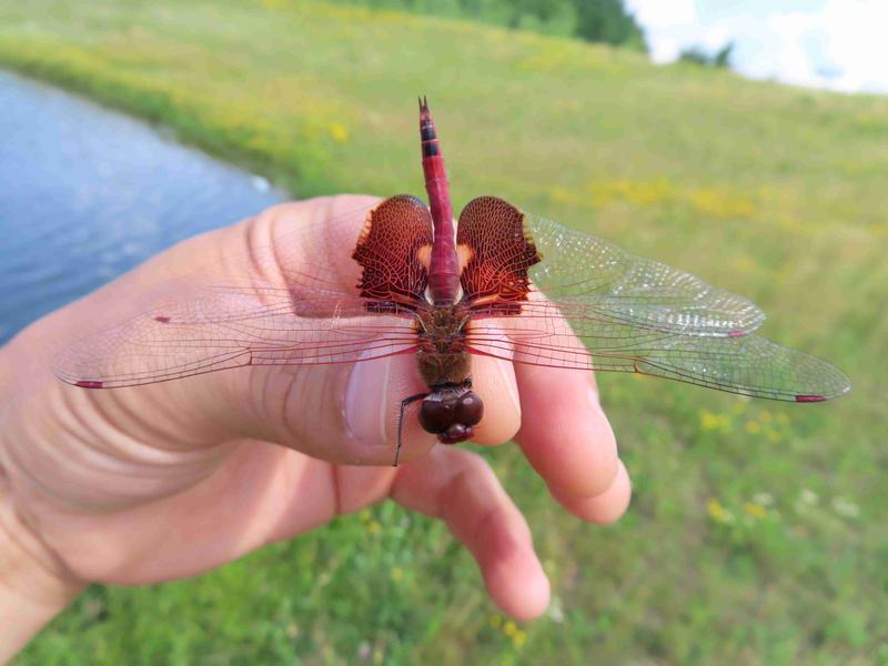 Photo of Red Saddlebags