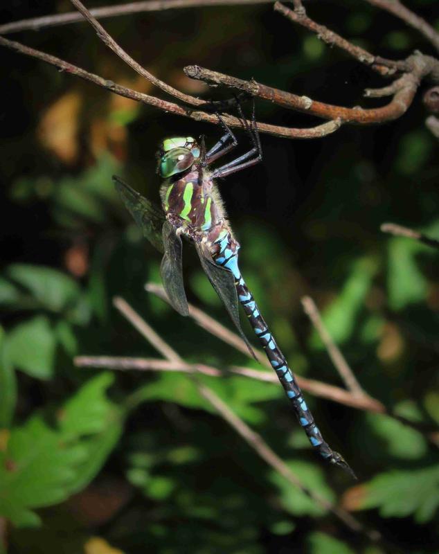 Photo of Green-striped Darner