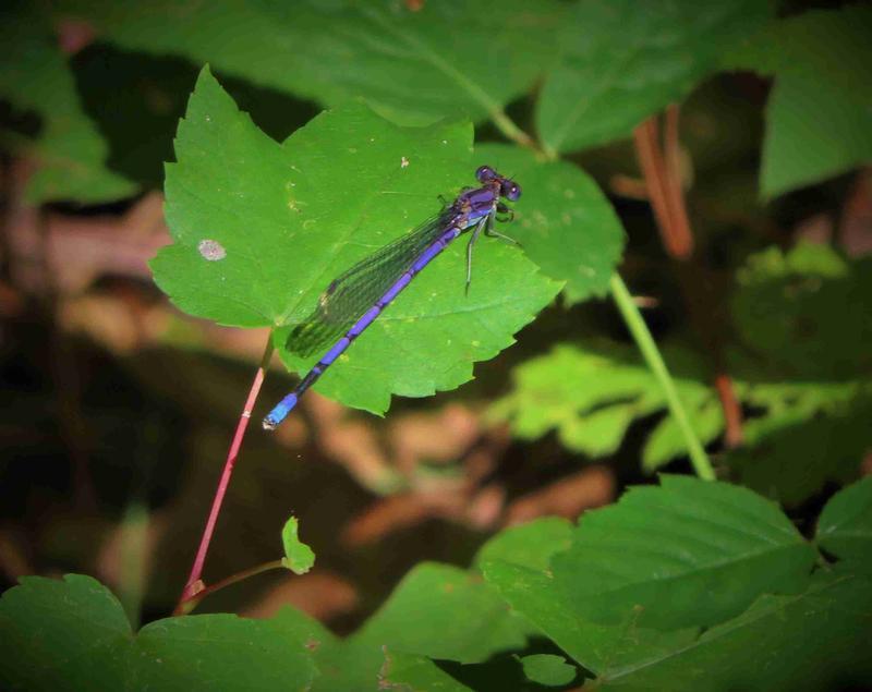 Photo of Variable Dancer (Violet Dancer ssp.)