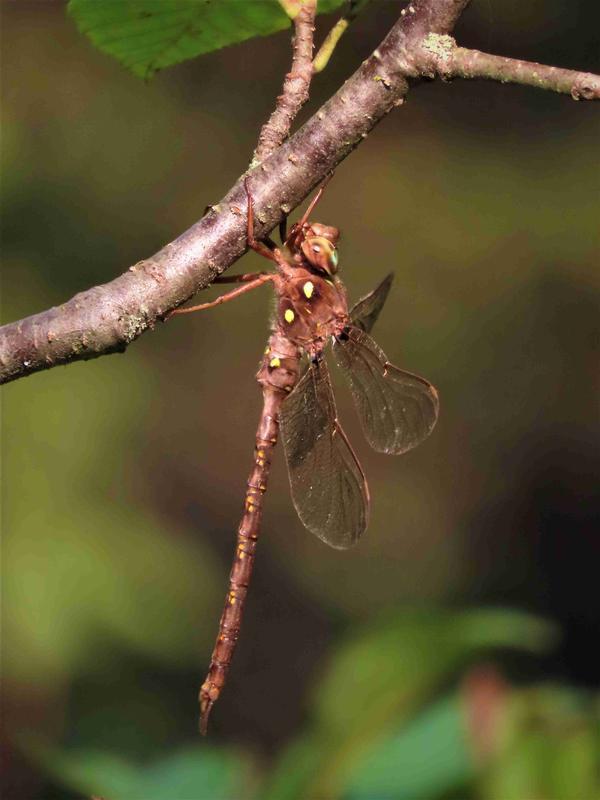 Photo of Fawn Darner