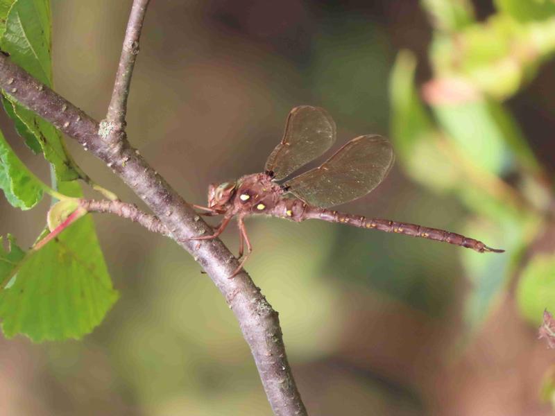 Photo of Fawn Darner