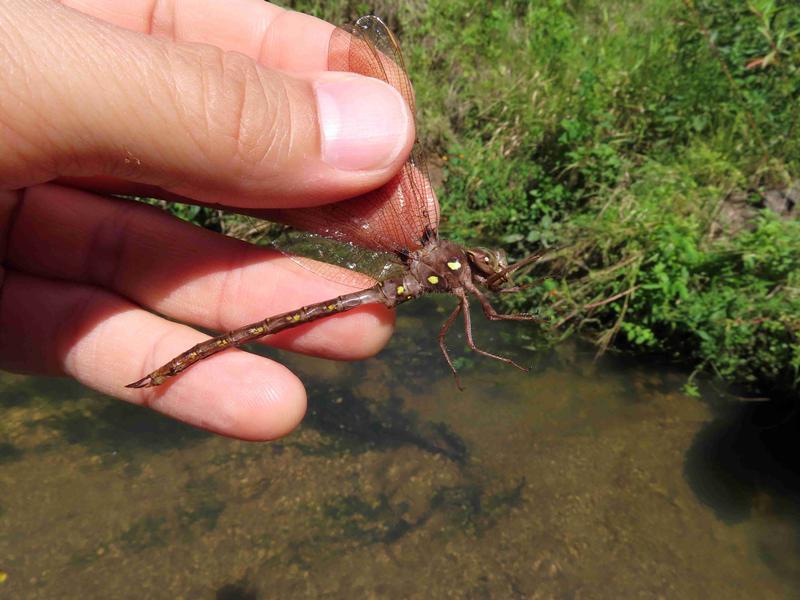 Photo of Fawn Darner