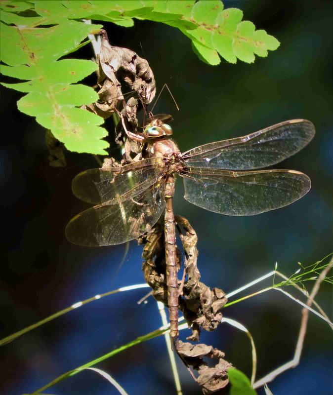 Photo of Fawn Darner