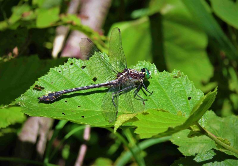 Photo of Black-shouldered Spinyleg