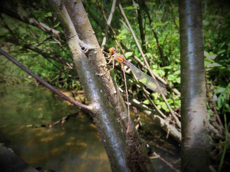 Photo of Orange Bluet