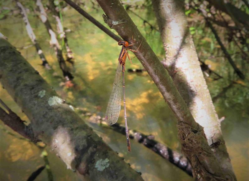 Photo of Orange Bluet