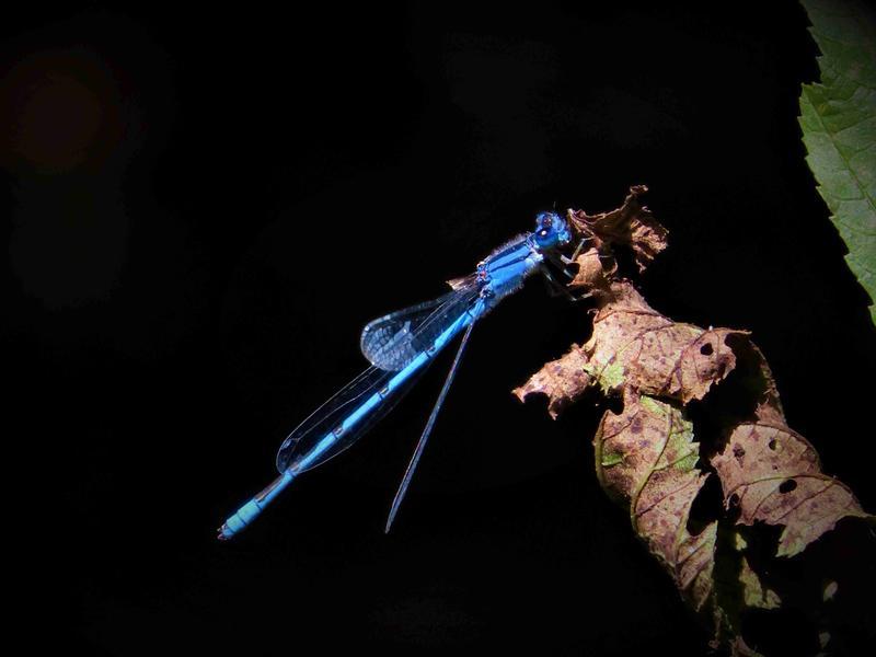 Photo of Familiar Bluet