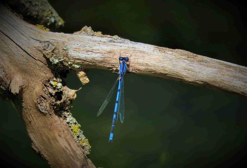 Photo of Familiar Bluet