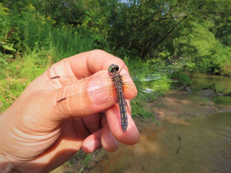 Photo of Blue Dasher