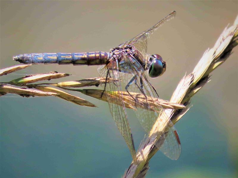 Photo of Blue Dasher